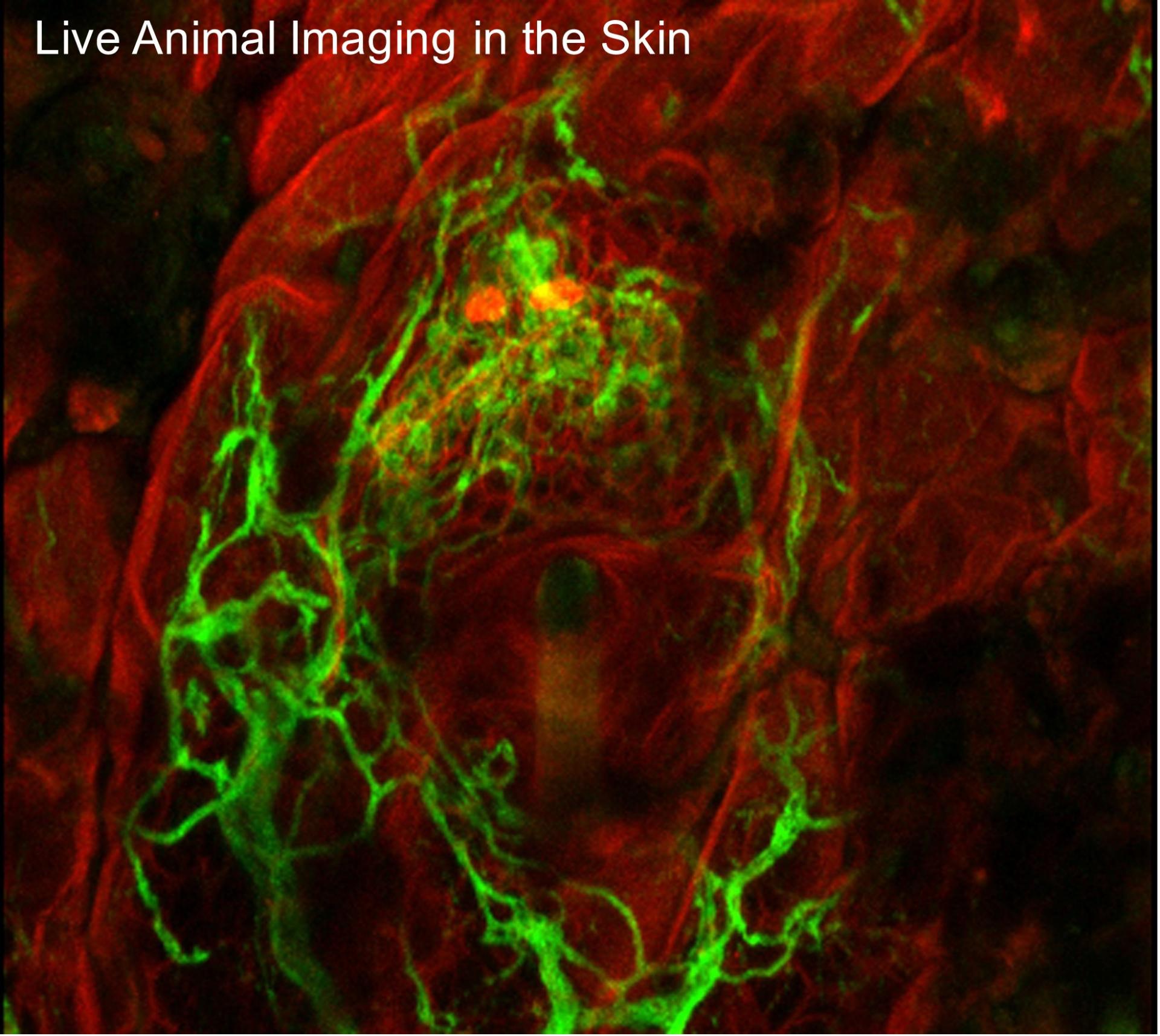 Live Animal Imaging in the Skin
