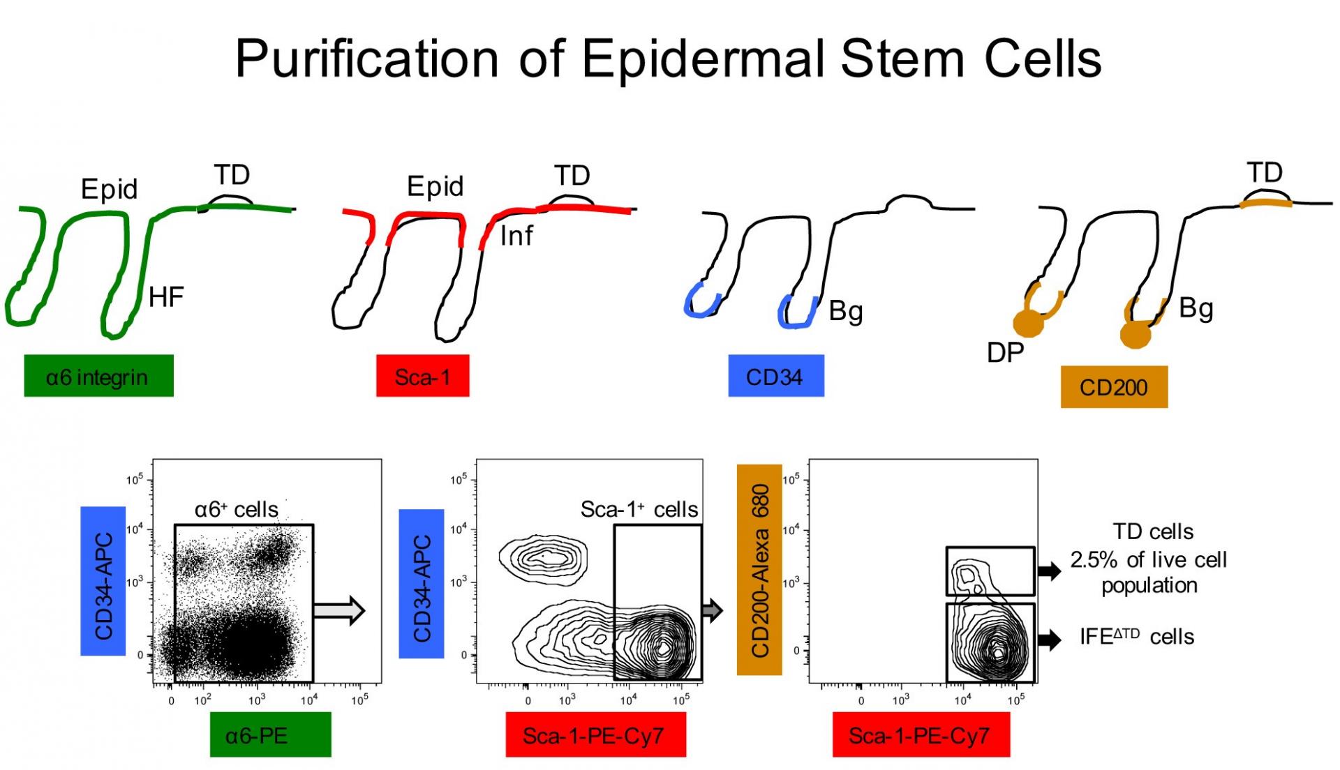 Purification of Epidermal Stem Cells