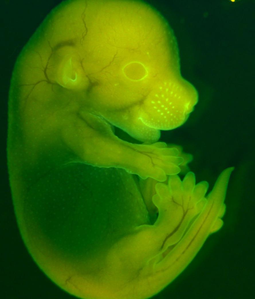 E15.5 Mouse embryo displaying polydactyly