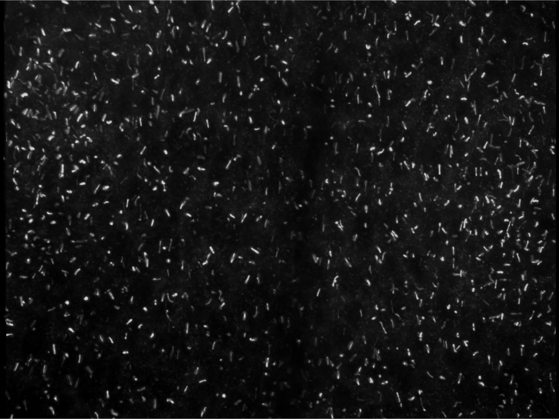Primary cilia in developing hair follicle placode